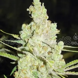 1024 cannabis seeds by Medical Seeds