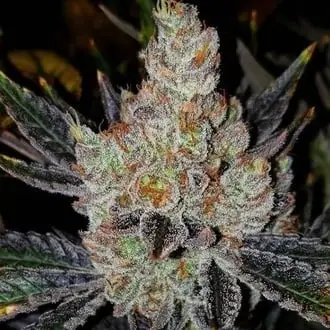 10th Planet R1 cannabis seeds