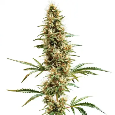 2046 Fast Version cannabis seeds
