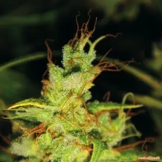2046 cannabis seeds