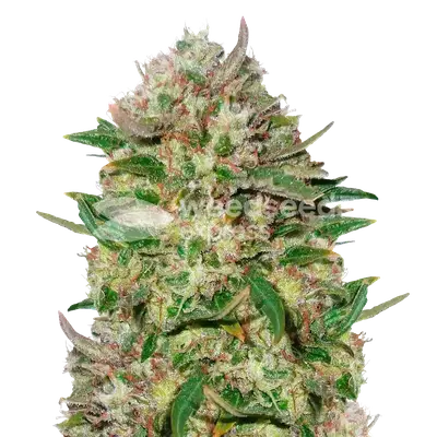 24K Gold cannabis seeds