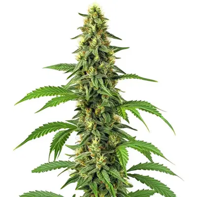 24K Gold cannabis seeds by Blimburn Seeds