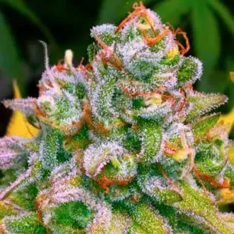 24K Tangie cannabis seeds
