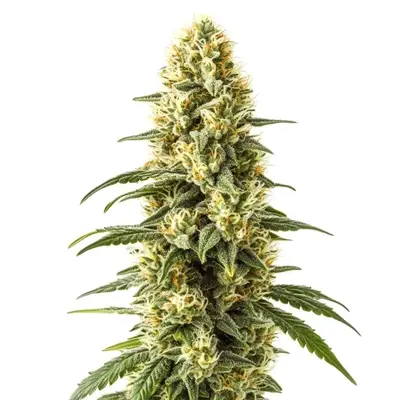 3 Kings cannabis seeds by Blimburn Seeds