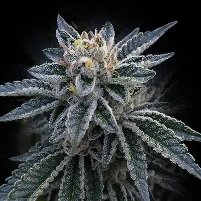 3Peat cannabis seeds