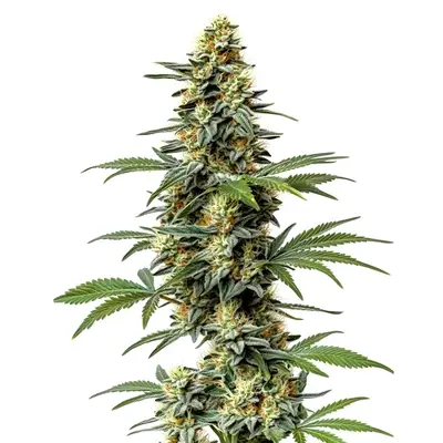 60 Day Wonder cannabis seeds