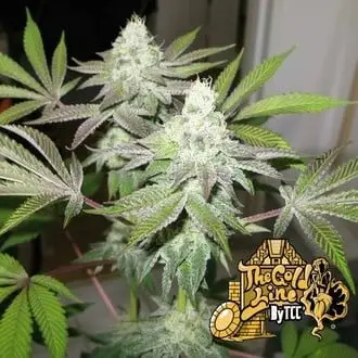 78 cannabis seeds by Cali Connection