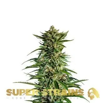 7th Wave cannabis seeds by Super Strains