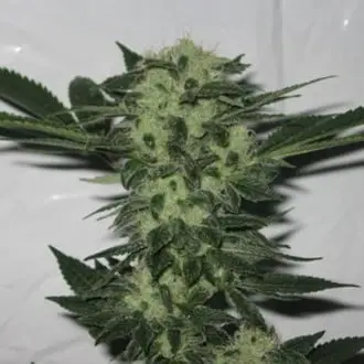 818 Headband cannabis seeds