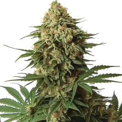 9 Pound Hammer cannabis seeds by Blimburn Seeds