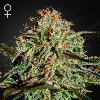 A.M.S. cannabis seeds by Greenhouse Seeds