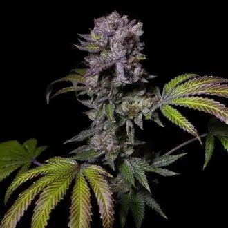 Aca-Dos Delight cannabis seeds by Pure Instinto