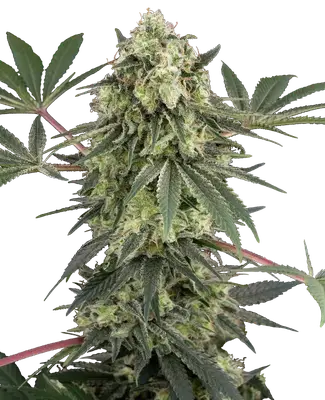 Acai Bacio cannabis seeds