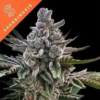 Açai Jelly cannabis seeds by Silent Seeds