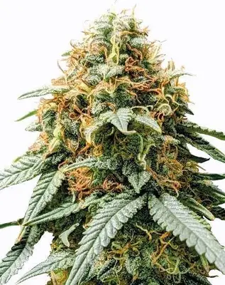 Acapulco Gold cannabis seeds