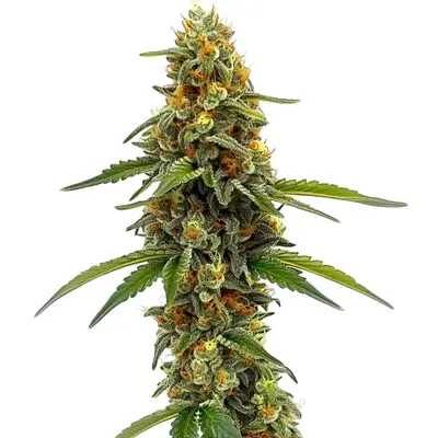 ACDC (1:18) cannabis seeds by Blimburn Seeds