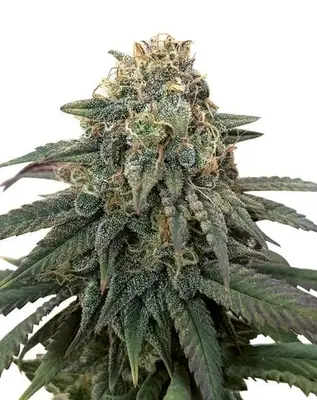ACDC cannabis seeds