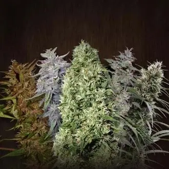 ACE Mix cannabis seeds by ACE Seeds