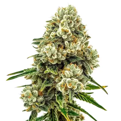 Acid Diesel cannabis seeds by Blimburn Seeds
