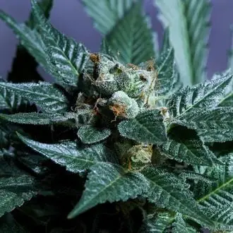 Acid Wash cannabis seeds by Purple City Genetics