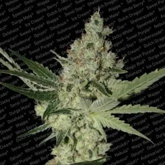 Acid cannabis seeds by Paradise Seeds