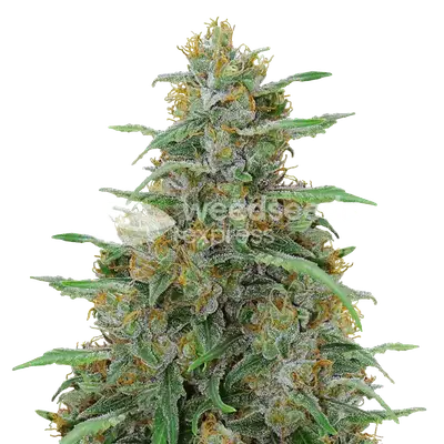 Adrenaline OG cannabis seeds