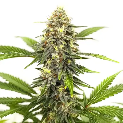 Afghan Hash Plant cannabis seeds