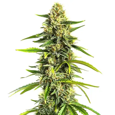 Afghan Hawaiian x Laos x Jamaican cannabis seeds