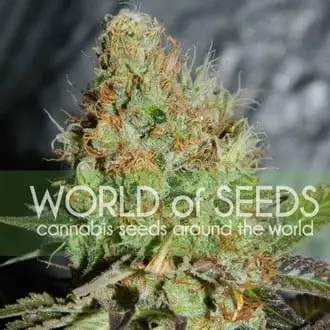 Afghan Kush Special cannabis seeds by World of Seeds