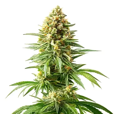 Afghan Kush x Blueberry cannabis seeds