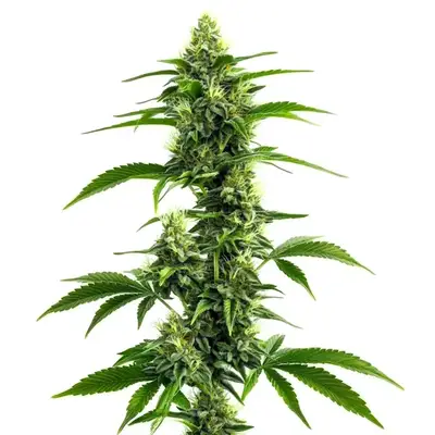 Afghan Kush x Super Skunk cannabis seeds