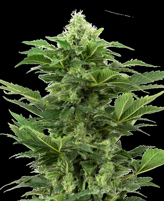 Afghan Pearl CBD cannabis seeds