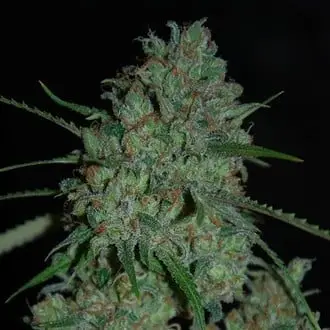 Afghan Skunk cannabis seeds