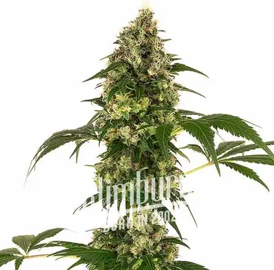 Afghan x Haze cannabis seeds by Blimburn Seeds