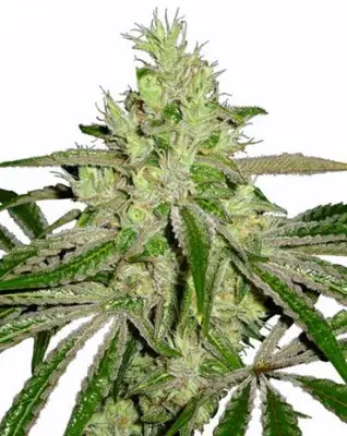Afghan cannabis seeds