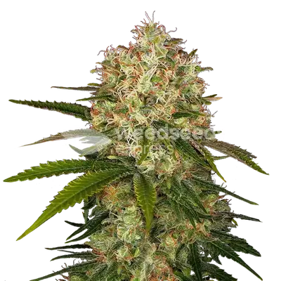 Afghani cannabis seeds