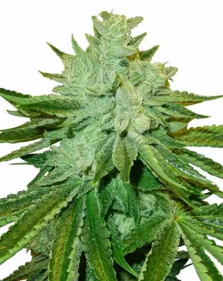 Afgoo cannabis seeds