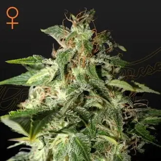 Afgooey cannabis seeds by Strain Hunters