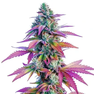 African x Princess 88 cannabis seeds by Blimburn Seeds