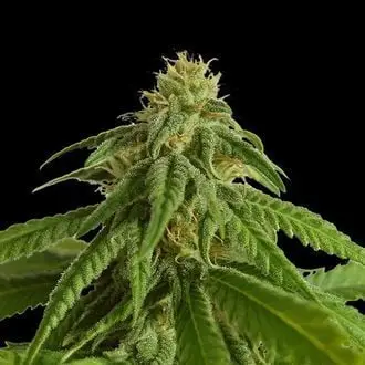 Afrodite cannabis seeds
