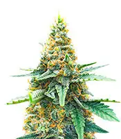 AFS Princess cannabis seeds