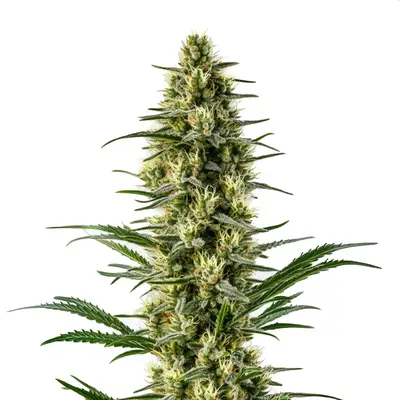 Agent Orange cannabis seeds by Blimburn Seeds