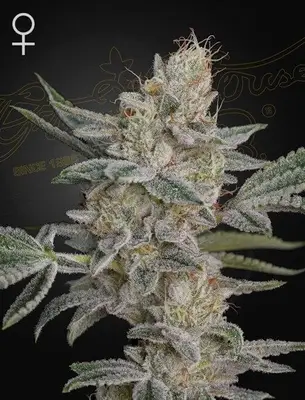 Air Lemon (SLH x RS11) cannabis seeds