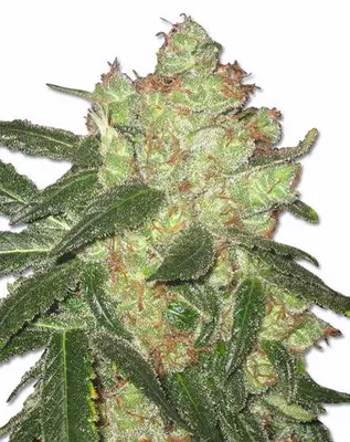 AK 47 cannabis seeds