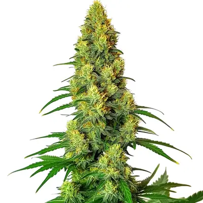 AK 48 cannabis seeds by Blimburn Seeds