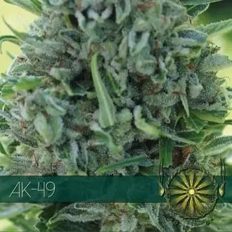 AK-49 cannabis seeds by Vision Seeds