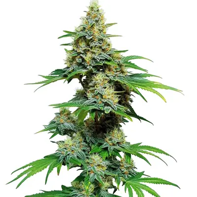 AK 59 cannabis seeds by Blimburn Seeds