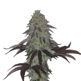 AK Choco Kush cannabis seeds by Amsterdam Genetics