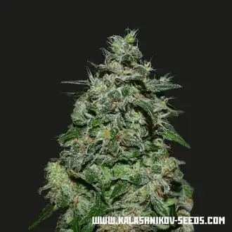 AK Kush Express cannabis seeds
