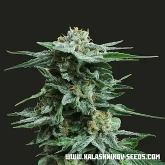 AK Kush cannabis seeds by Kalashnikov Seeds